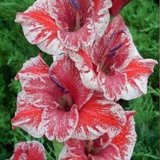 Схема вышивки «цветы»