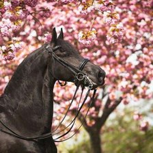 Схема вышивки «Лошадь»