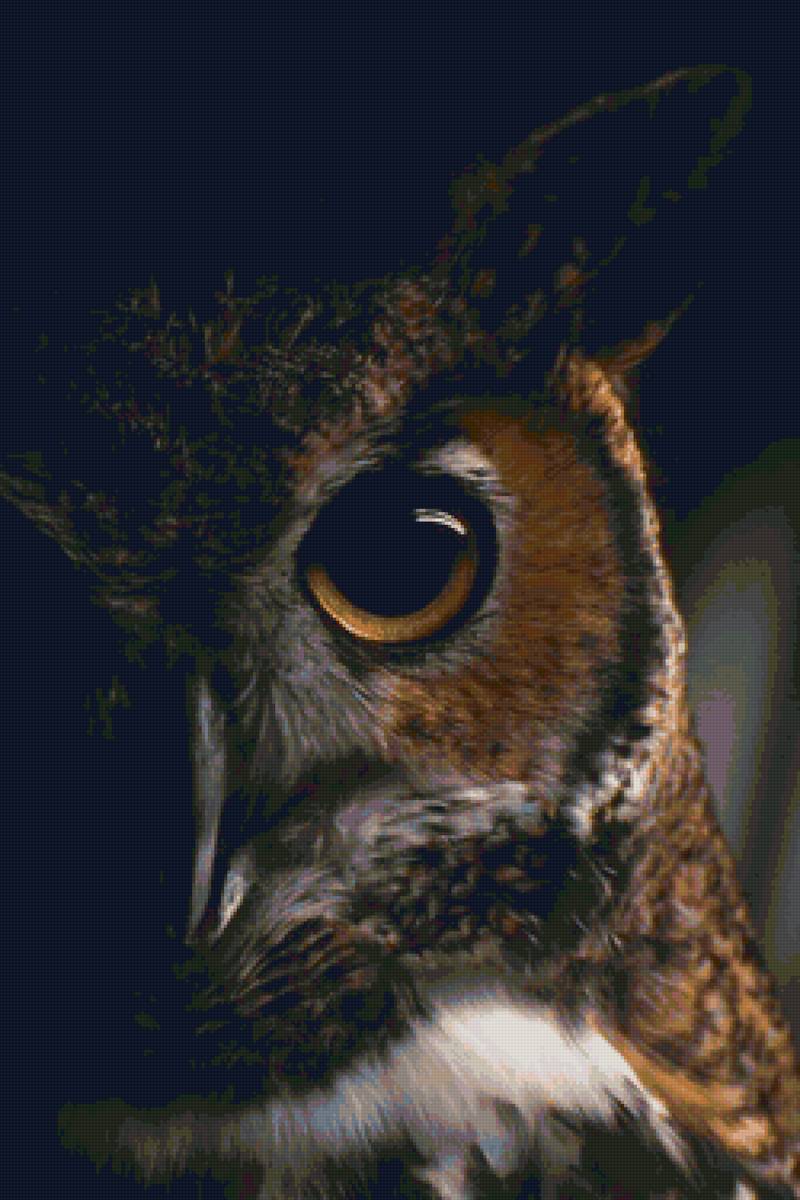 Сова - сова, совы - предпросмотр