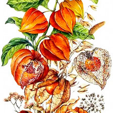 Схема вышивки «Физалис.»