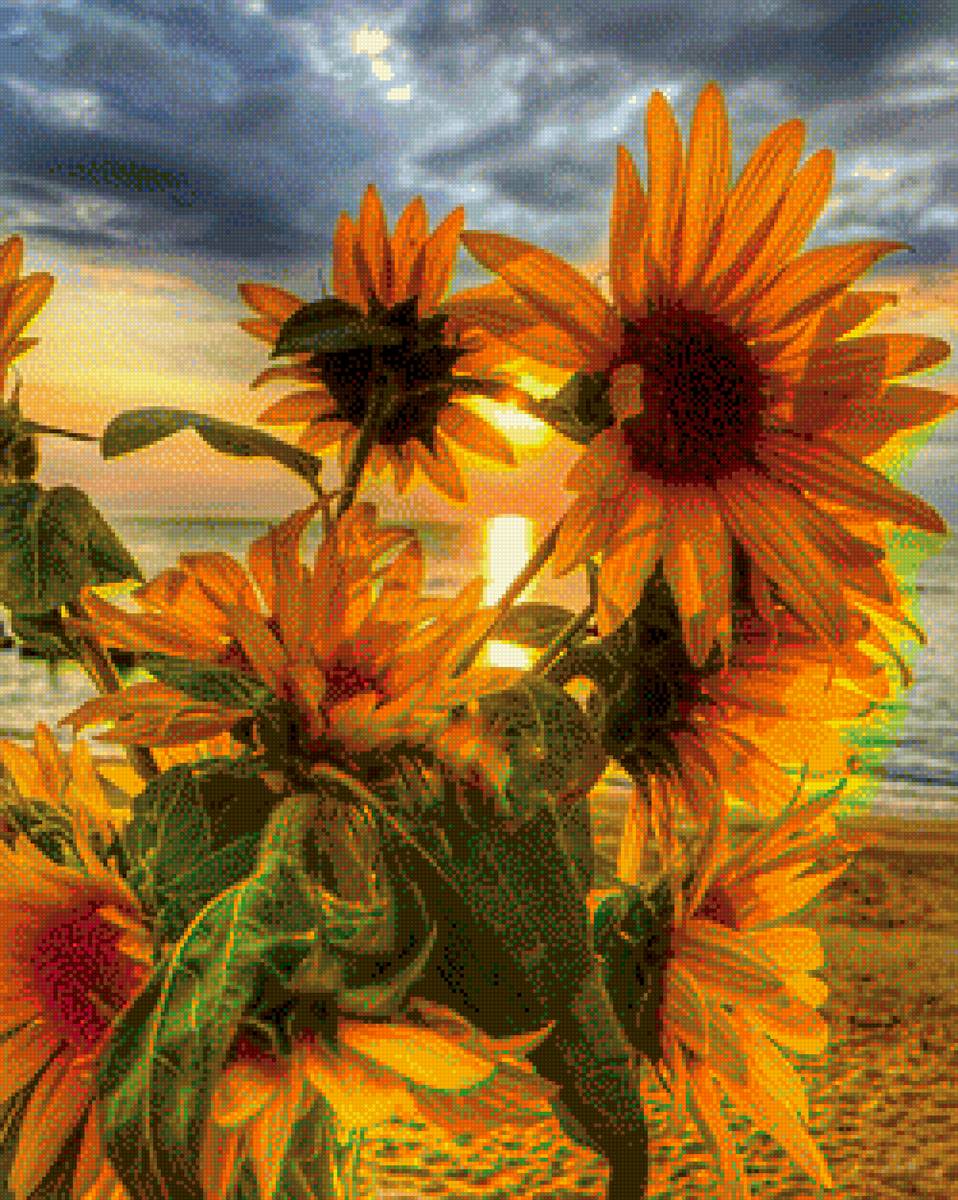 Подсолнухи - подсолнухи, цветы, поле - предпросмотр