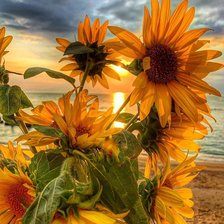 Схема вышивки «Подсолнухи»