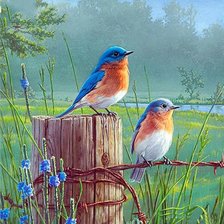 Схема вышивки «летние птички»