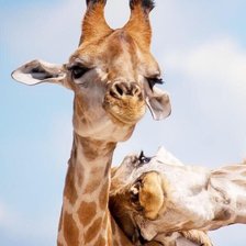 Схема вышивки «Жирафы»