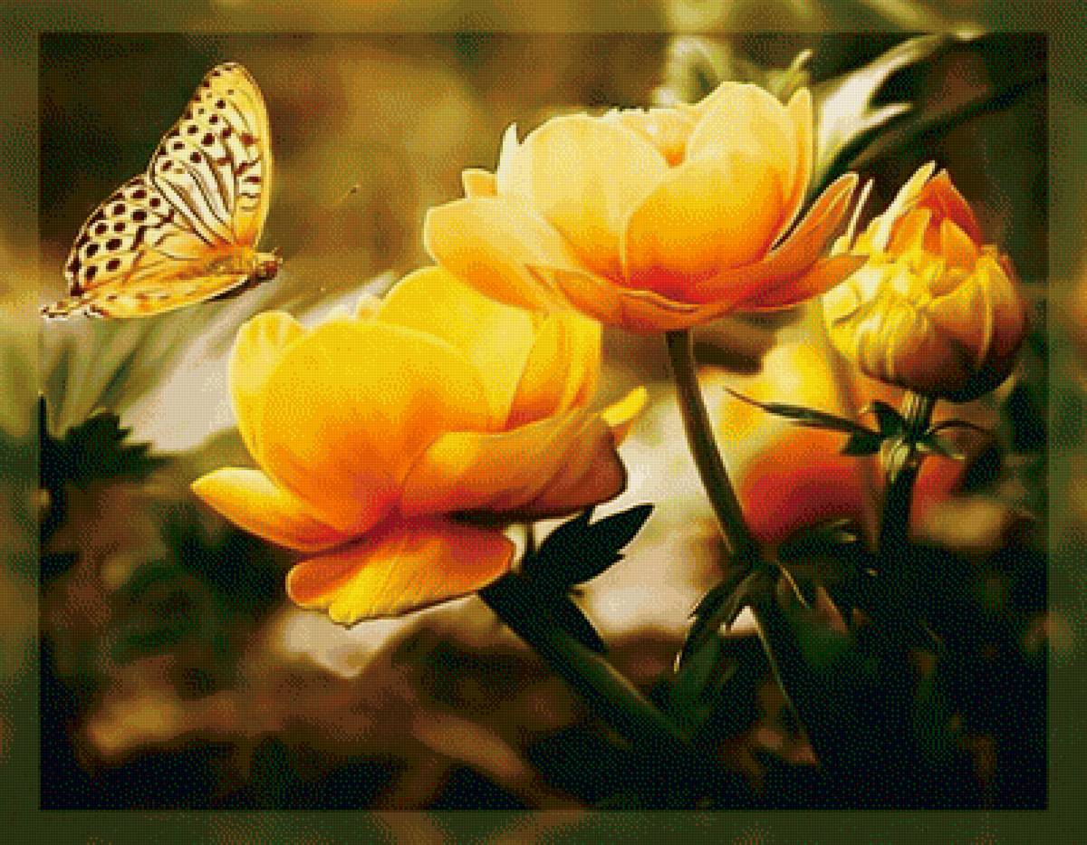 Жёлтые цветы. - бабочка., цветы, желтые - предпросмотр