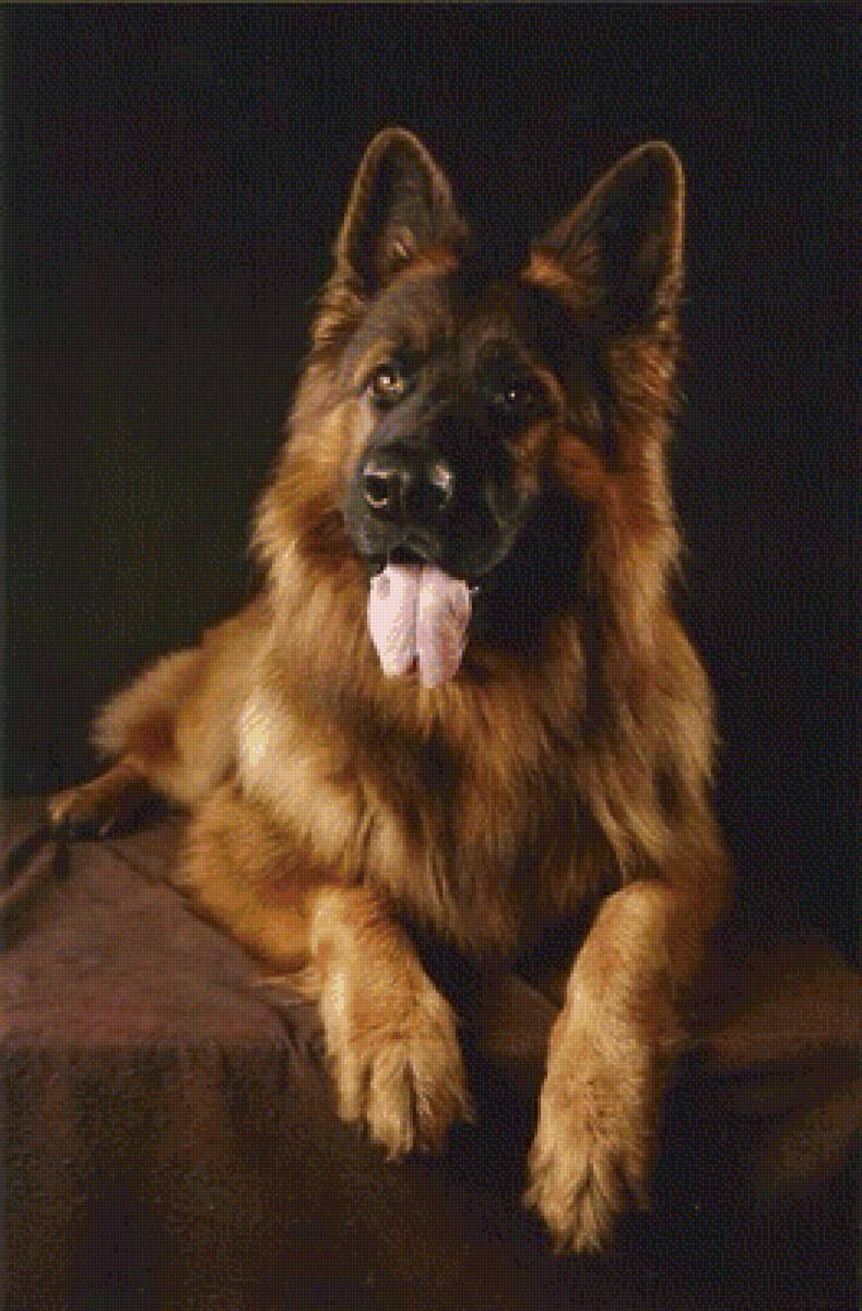 Овчарка - собаки, животные - предпросмотр