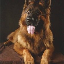 Схема вышивки «Овчарка»