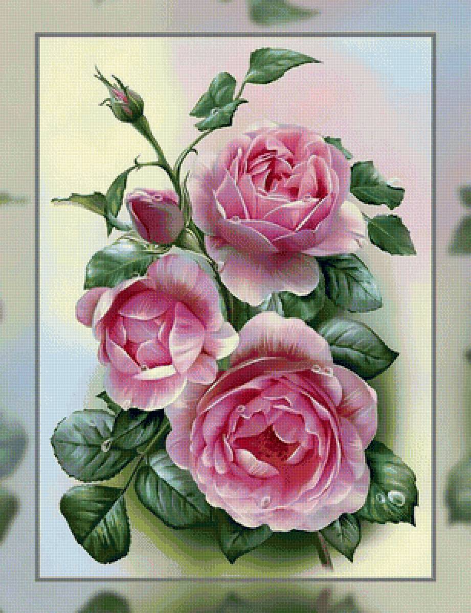 Роса на розах. - розы, капли., роса, цветы - предпросмотр