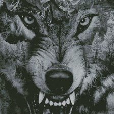 Схема вышивки «ВОЛК»