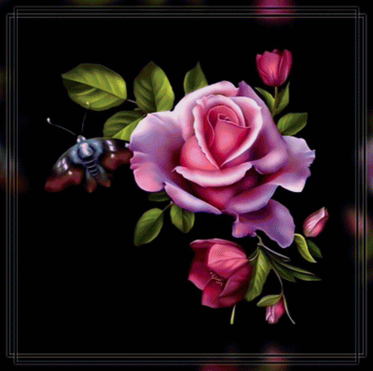 Роза в черном. - фон, черный., роза, цветок - предпросмотр