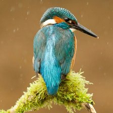 Схема вышивки «Зимородок»