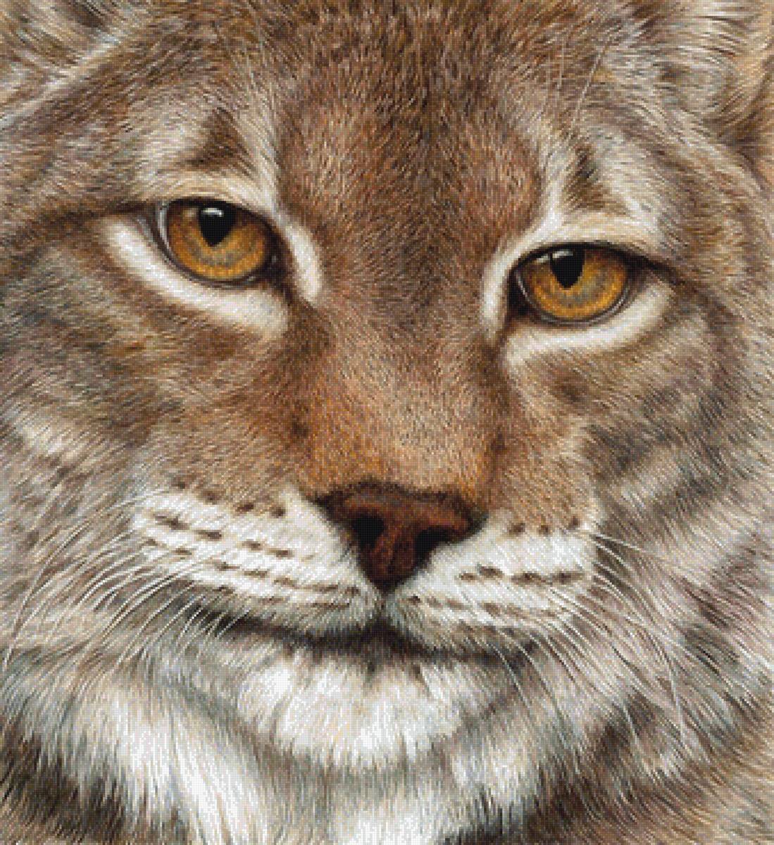 мир животных - мир животных - предпросмотр