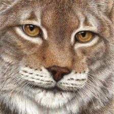 мир животных