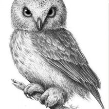 Схема вышивки «Сова»