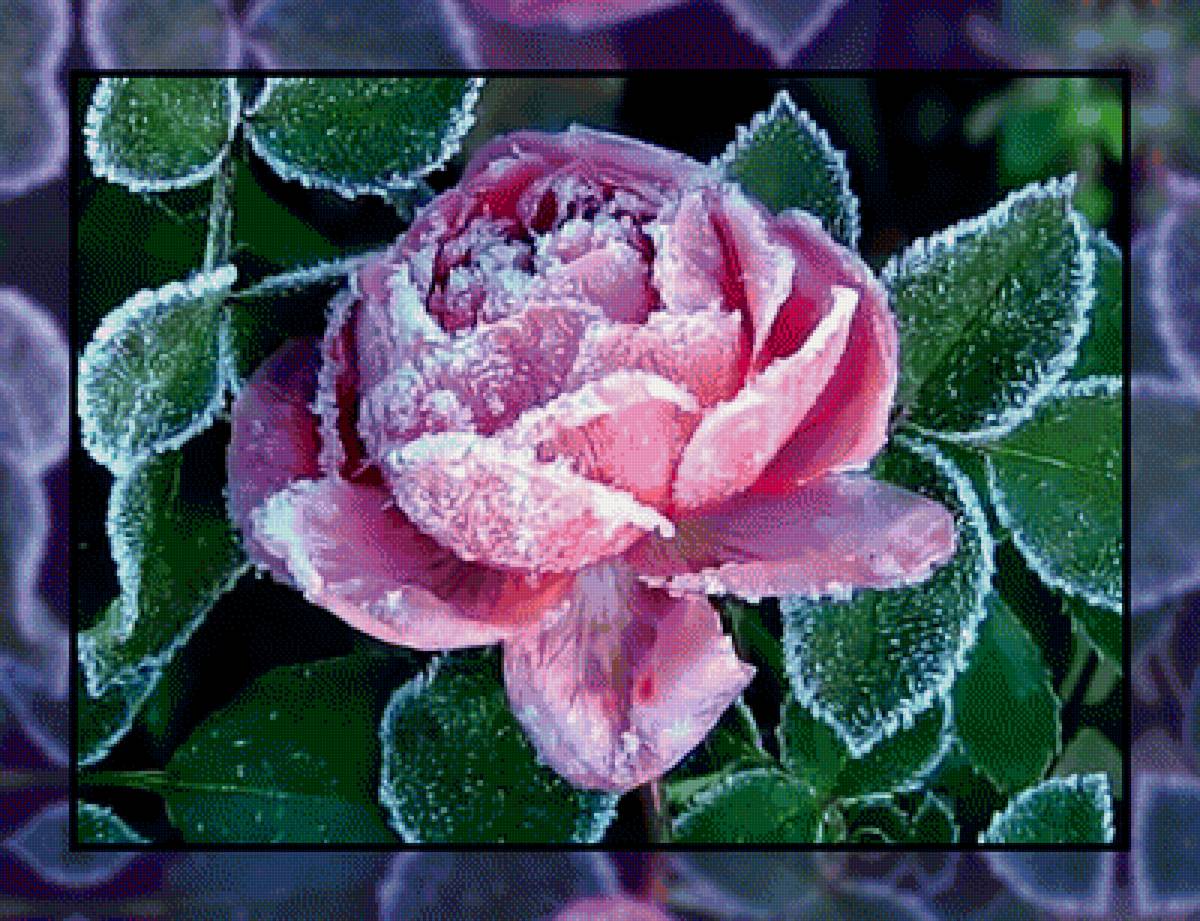 Иней на розе. - роза., иней - предпросмотр