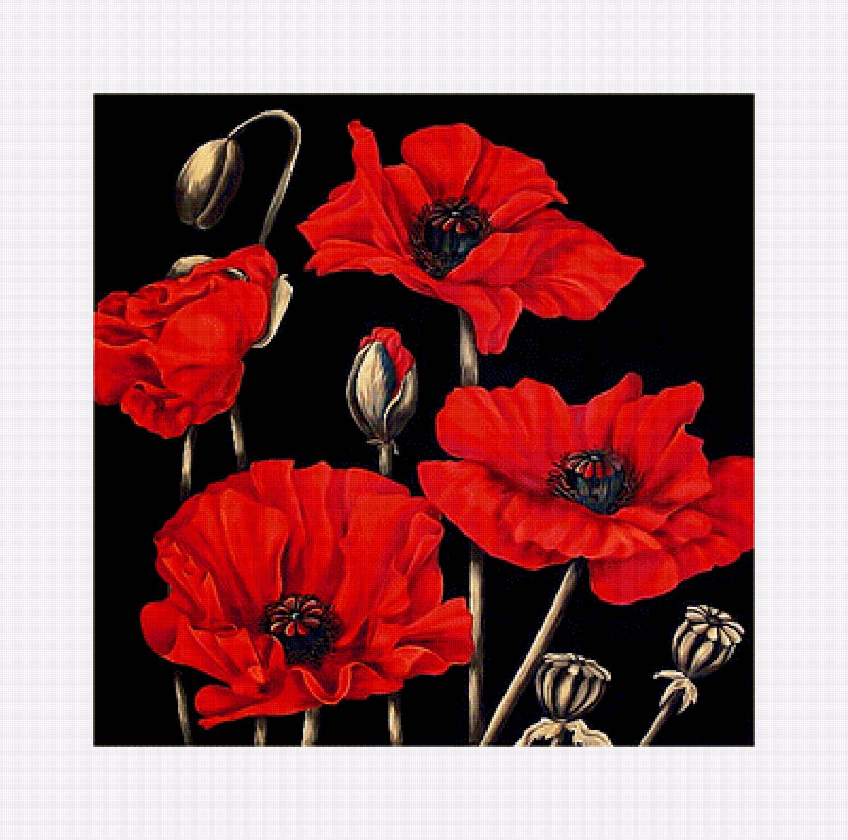 Серия "Маки". - флора, маки, цветы - предпросмотр