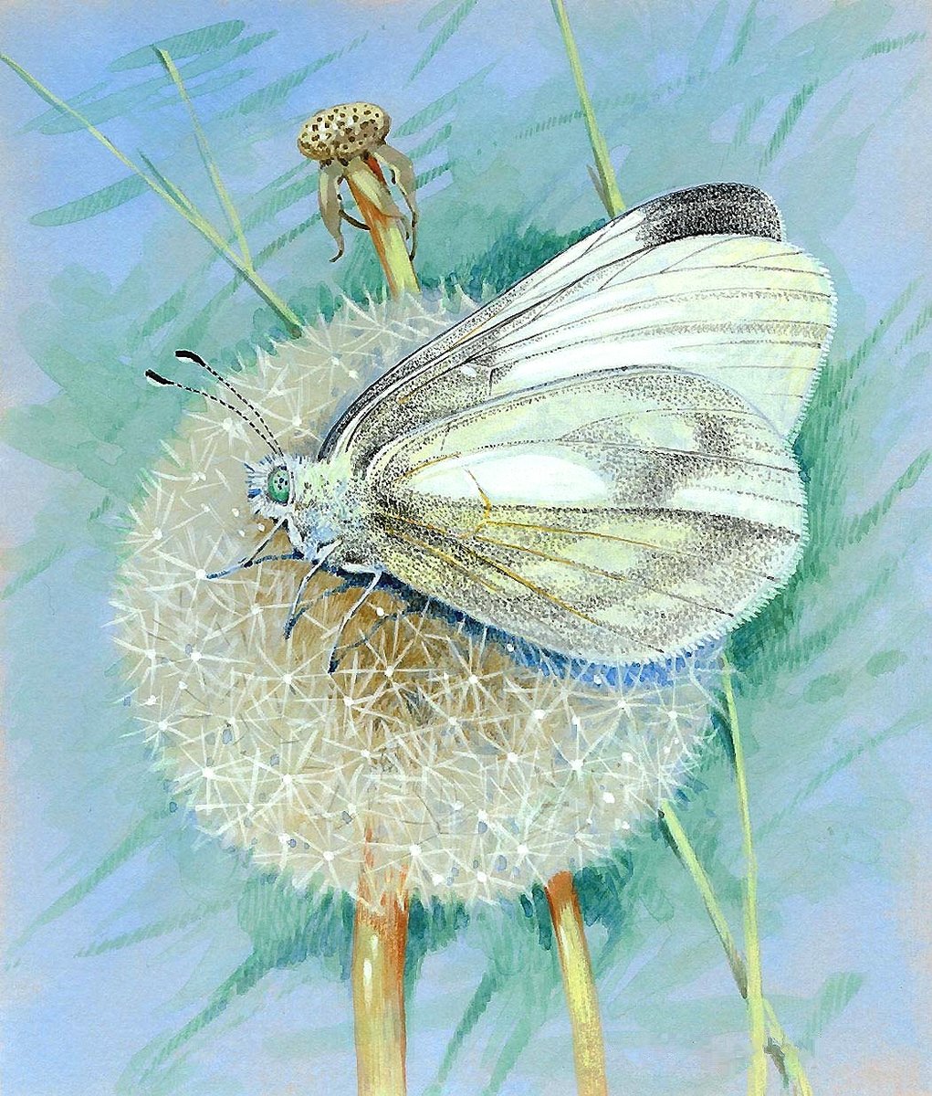 одуванчик и матылёк - оригинал