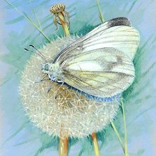 Схема вышивки «одуванчик и матылёк»