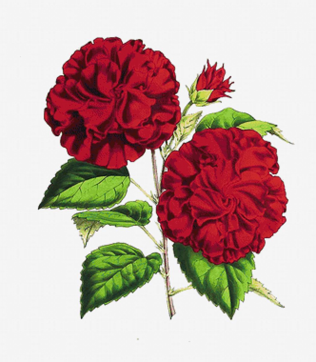 цветы - предпросмотр