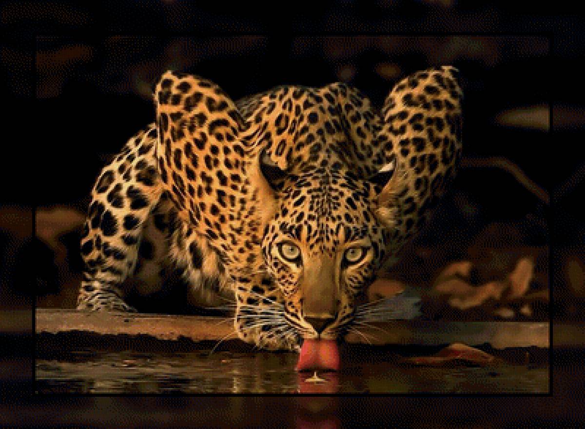 Лео.. - взгляд, отражение., леопард, хищник - предпросмотр