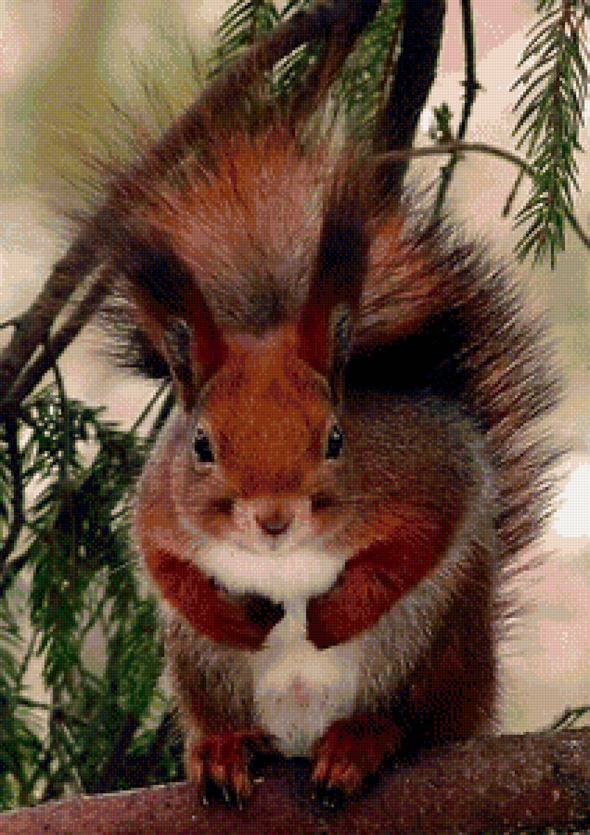 Бельчонок - предпросмотр