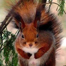 Схема вышивки «Бельчонок»