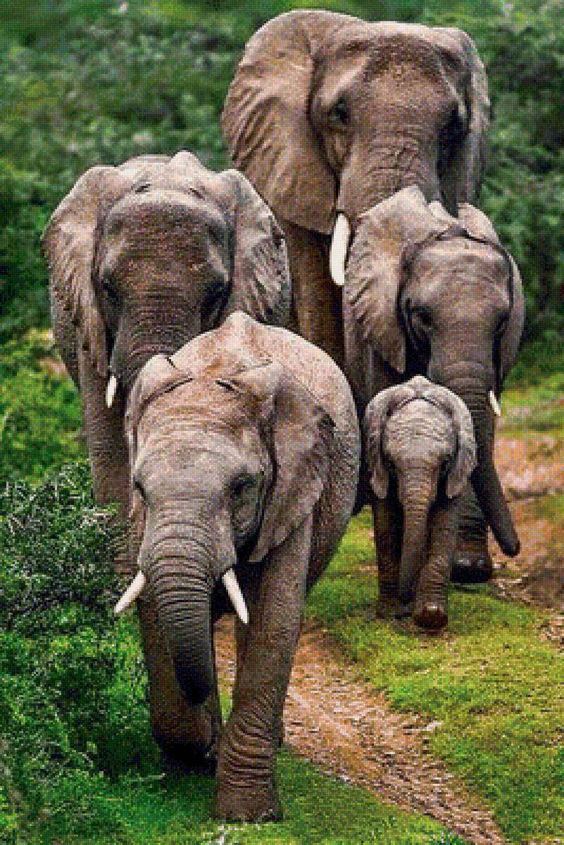 Слоны - предпросмотр