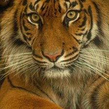 Схема вышивки «дикие»