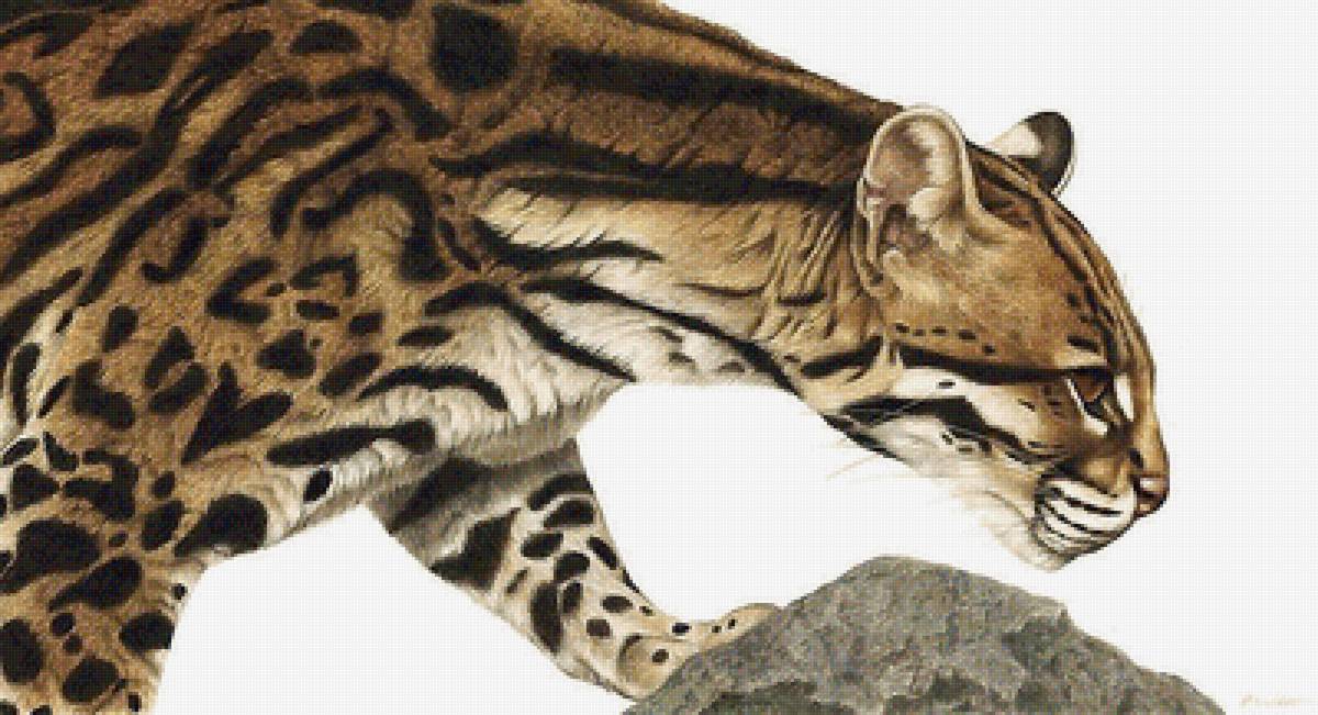 мир животных - мир животных - предпросмотр