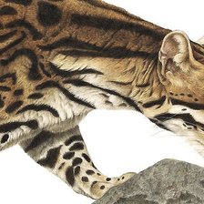 Схема вышивки «мир животных»