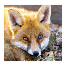 Схема вышивки «Серия "Лисы"»