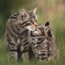 Scottish Wildcats.