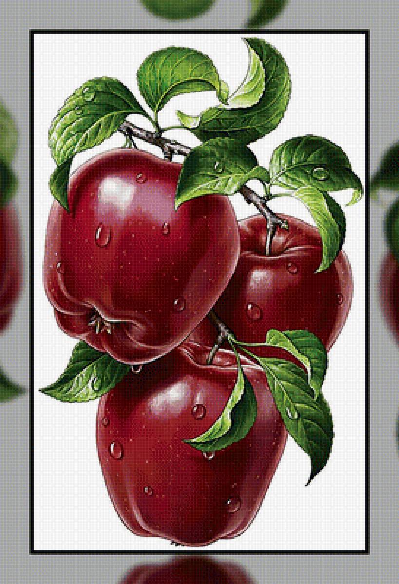 Яблоки. - фрукты, яблоки. - предпросмотр