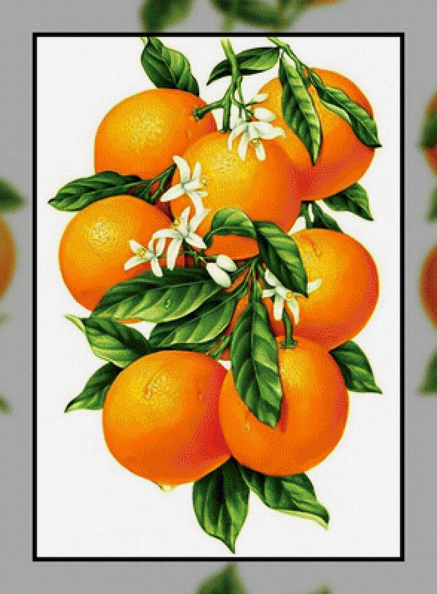 Ветка апельсина. - апельсины., фрукты, ветка - предпросмотр