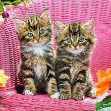 Схема вышивки «№1937993»