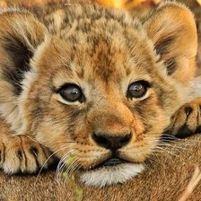 Схема вышивки «дикие»