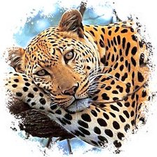 Мир животных