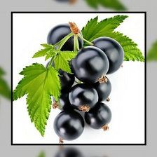 Схема вышивки «Черная смородина.»