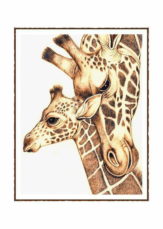 №1938447 - животные, жирафы - оригинал