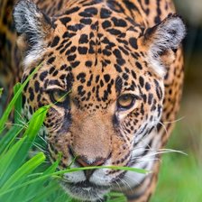 Схема вышивки «леопард»