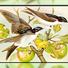 Схема вышивки «Ласточки на яблоне.»