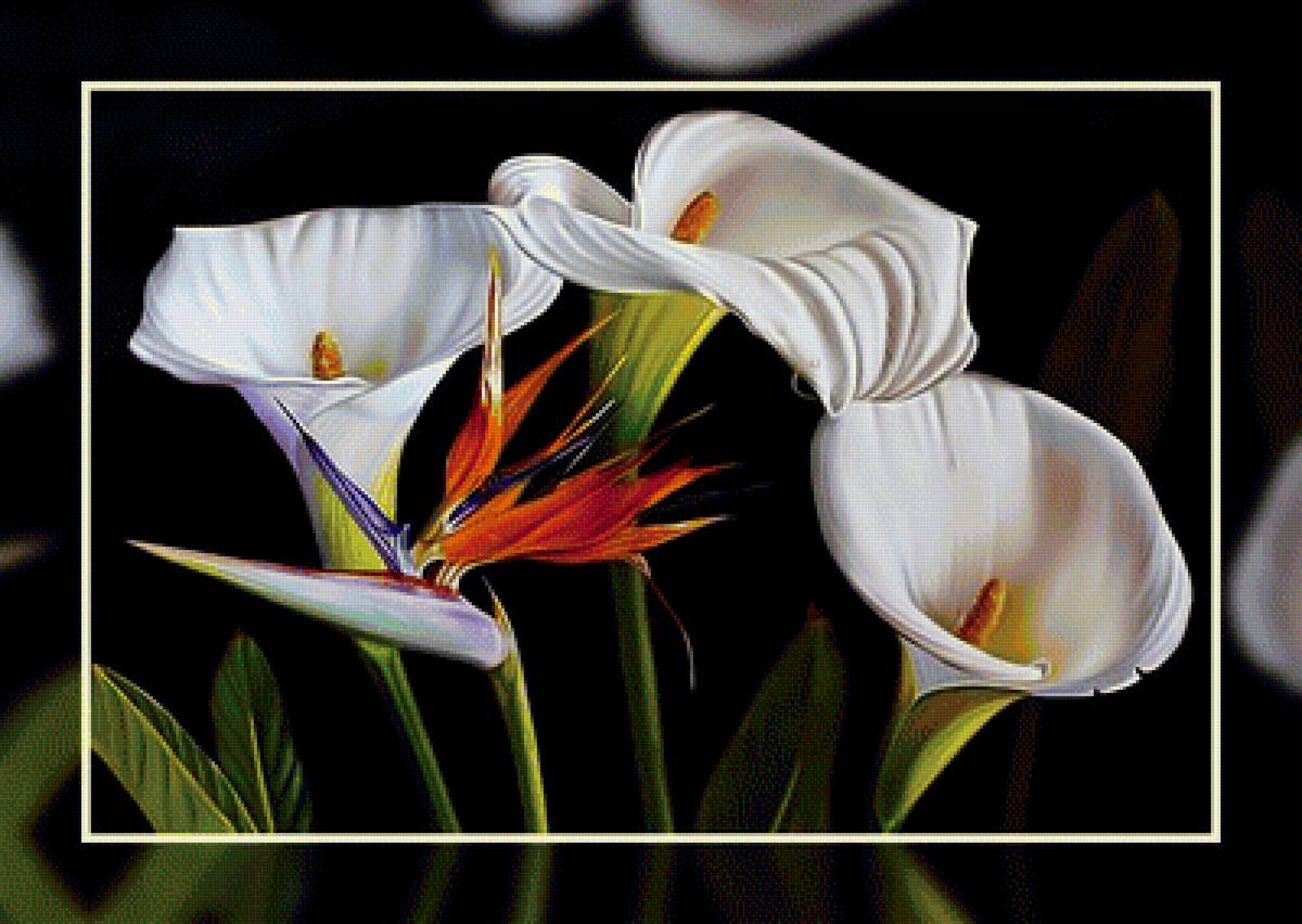 Каллы2. - цветы, каллы. - предпросмотр