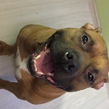 Схема вышивки «стаффф»