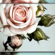 Схема вышивки «Розы.»