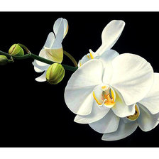 Схема вышивки «Серия "Орхидеи"»