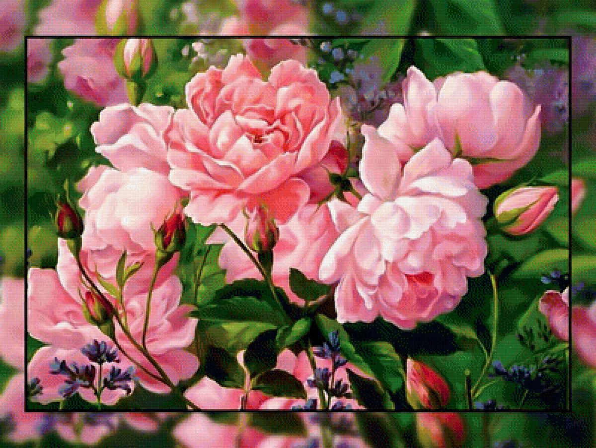 Розовые пионы. - букет., пионы, цветы, розовый - предпросмотр