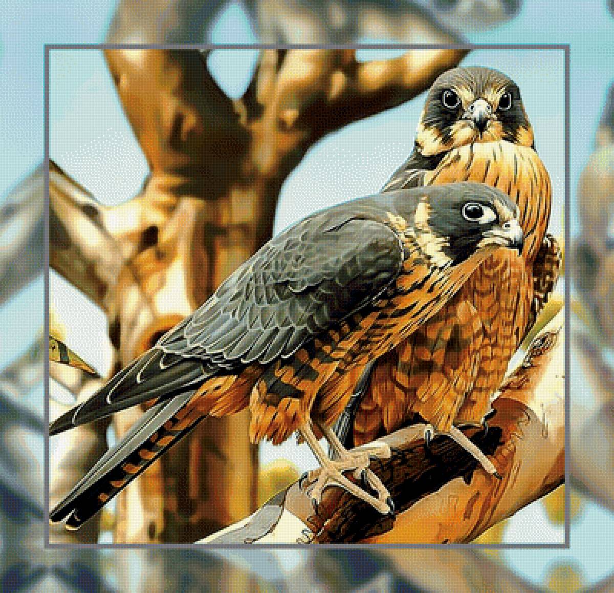 Два сокола2. - птица, взгляд, хищная, сокол. - предпросмотр