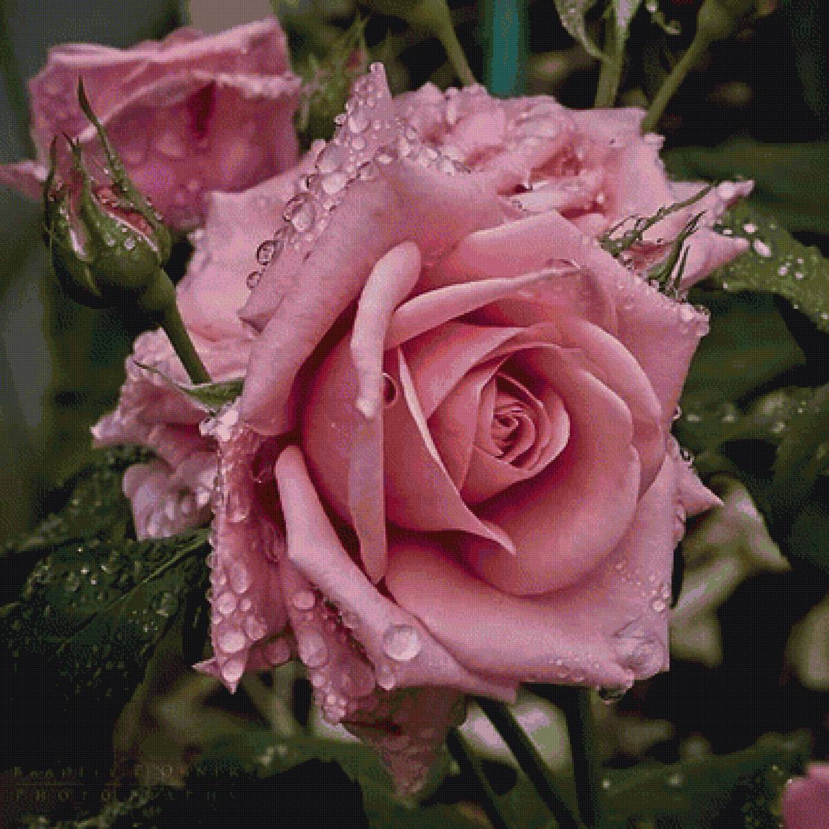 розы - предпросмотр