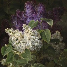 Схема вышивки «Сирень»