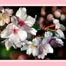 Схема вышивки «Цветы.»